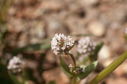 Image of <i>Plectritis macrocera</i>