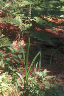 Image of Canyon Bog Orchid