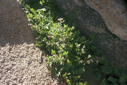 Слика од Polemonium californicum Eastw.