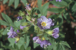 Слика од Polemonium californicum Eastw.