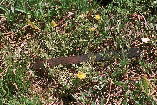 Image of Cut-Leaf Cinquefoil