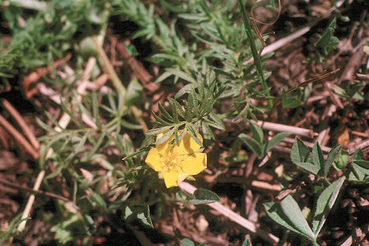 Слика од Potentilla millefolia Rydb.