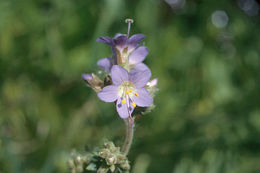 Image of western polemonium