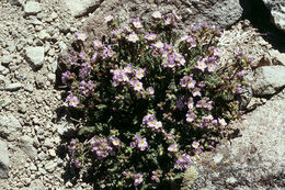 Слика од Polemonium pulcherrimum Hook.