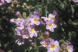 Слика од Polemonium pulcherrimum Hook.