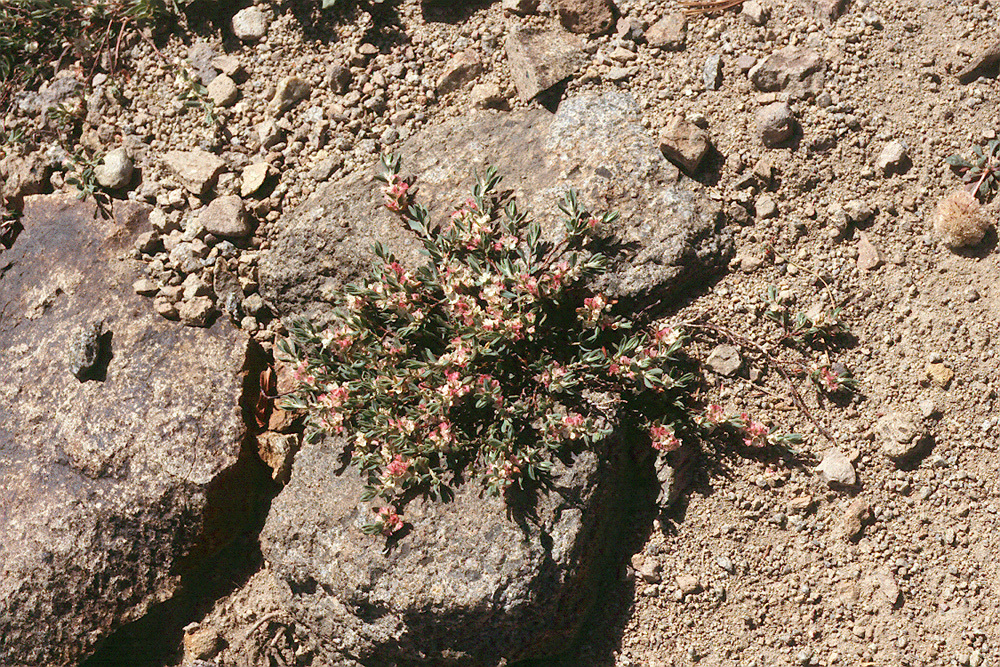 Image of Shasta knotweed