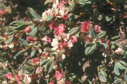 Image of Shasta knotweed