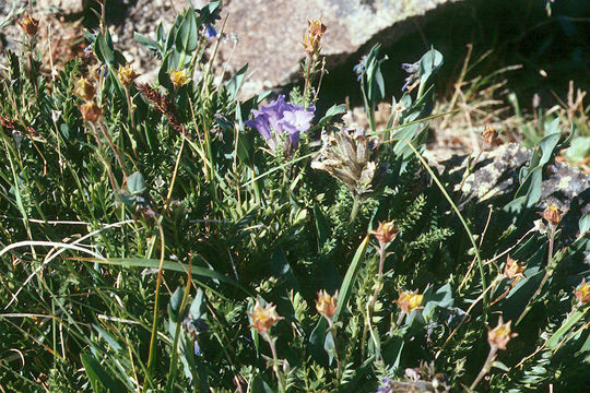 Слика од Polemonium viscosum Nutt.