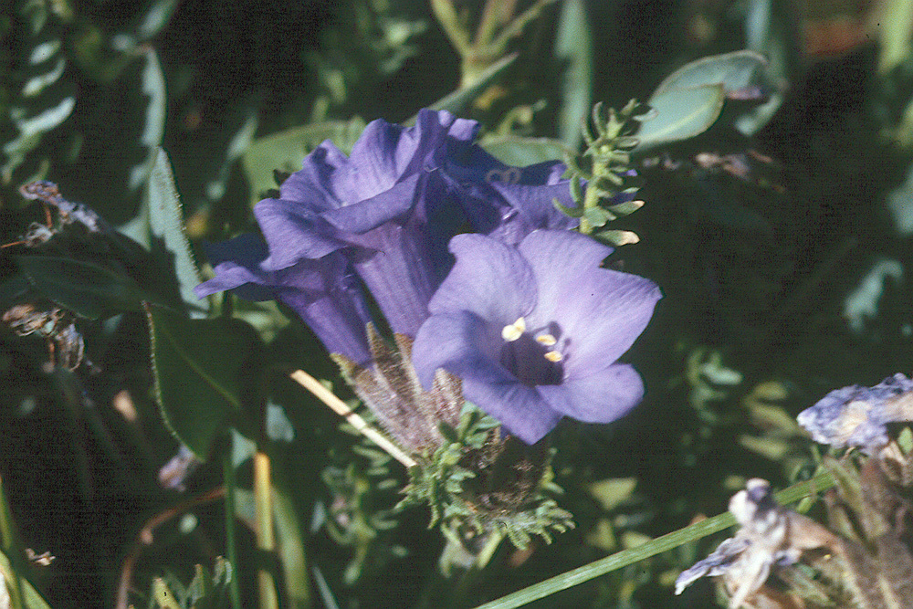 Image of sticky polemonium