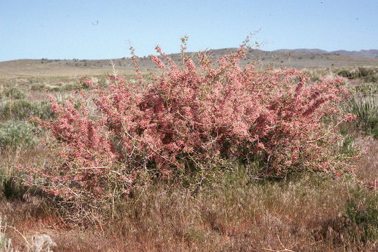 Image of desert peach