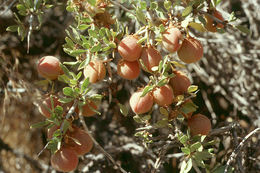 Image of desert peach