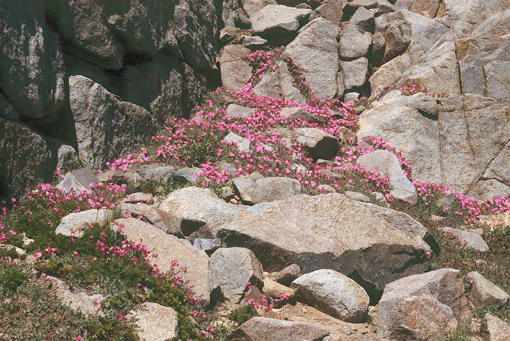 Primula suffrutescens A. Gray resmi