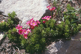 Primula suffrutescens A. Gray resmi