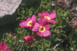 Plancia ëd Primula suffrutescens A. Gray