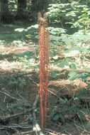 Image of woodland pinedrops