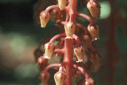 Image of woodland pinedrops