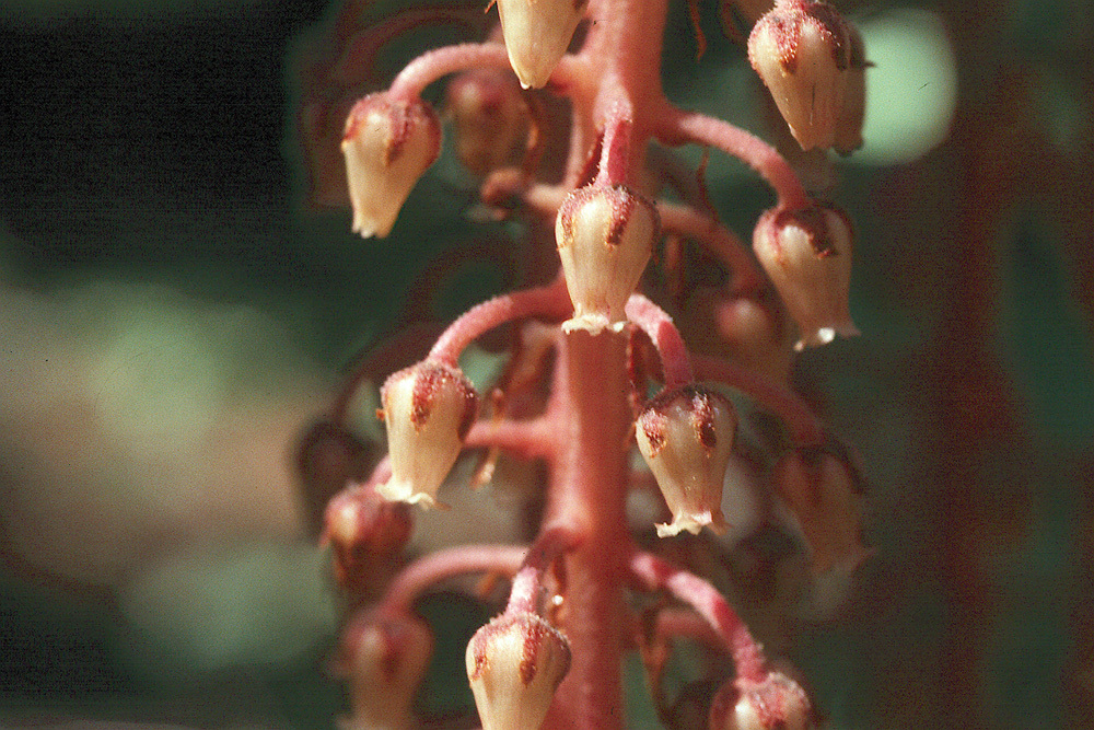 Image of woodland pinedrops