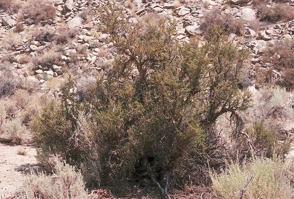 Image of <i>Purshia tridentata</i> var. <i>glandulosa</i>