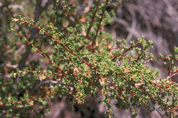 Plancia ëd <i>Purshia tridentata</i> var. <i>glandulosa</i>