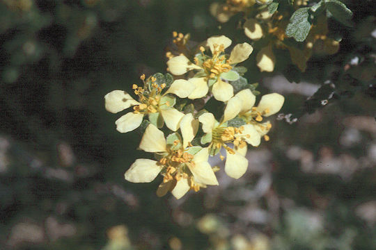 Image of antelope bitterbrush