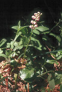 Image de Pyrola asarifolia Michx.