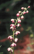 Image de Pyrola asarifolia Michx.