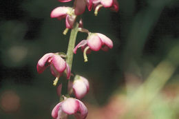 Image de Pyrola asarifolia Michx.