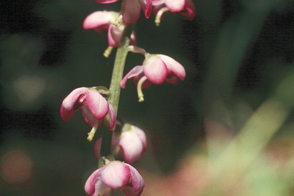 Image de Pyrola asarifolia Michx.