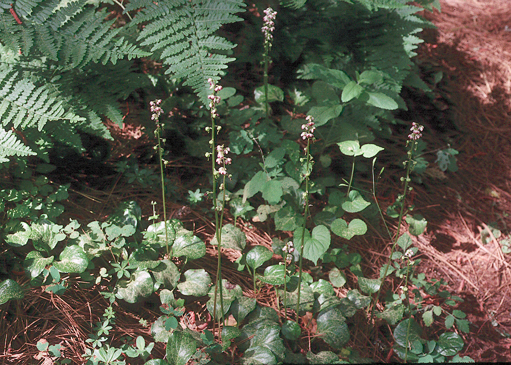 Image de Pyrola asarifolia Michx.