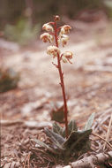 Image of whiteveined wintergreen