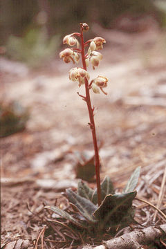 Image of whiteveined wintergreen