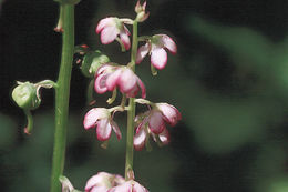 Image of whiteveined wintergreen