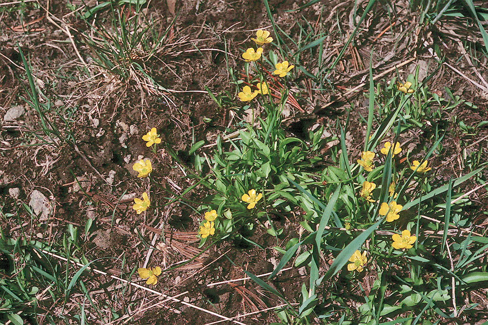 Image of plantainleaf buttercup