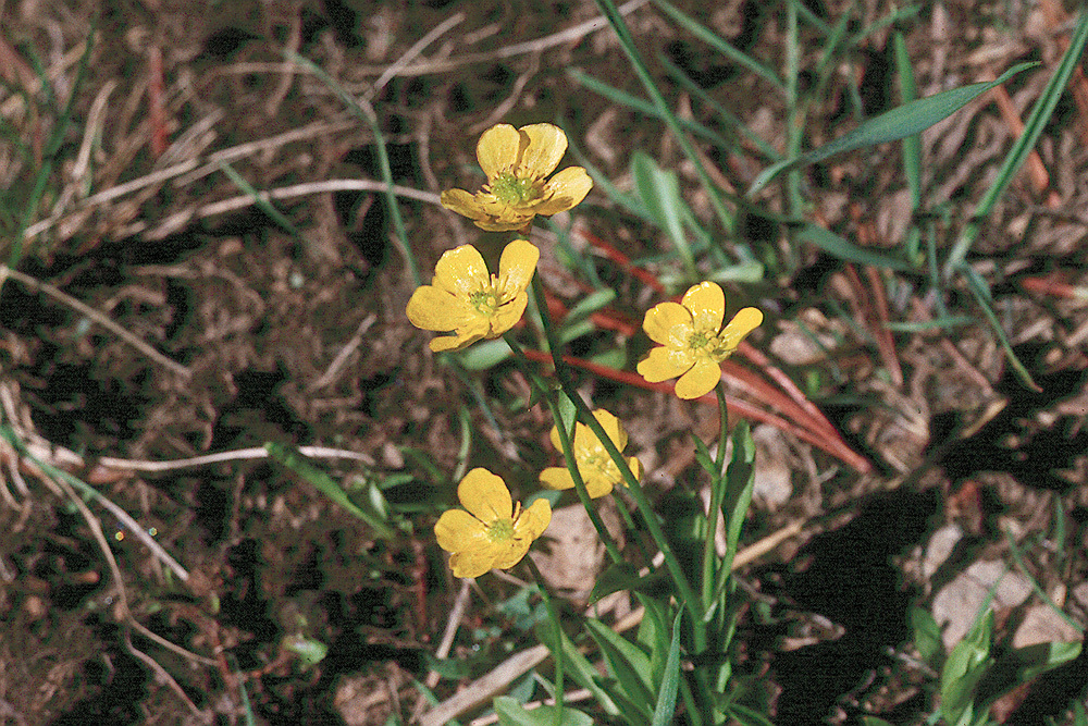 Image of plantainleaf buttercup