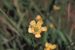 Image of plantainleaf buttercup