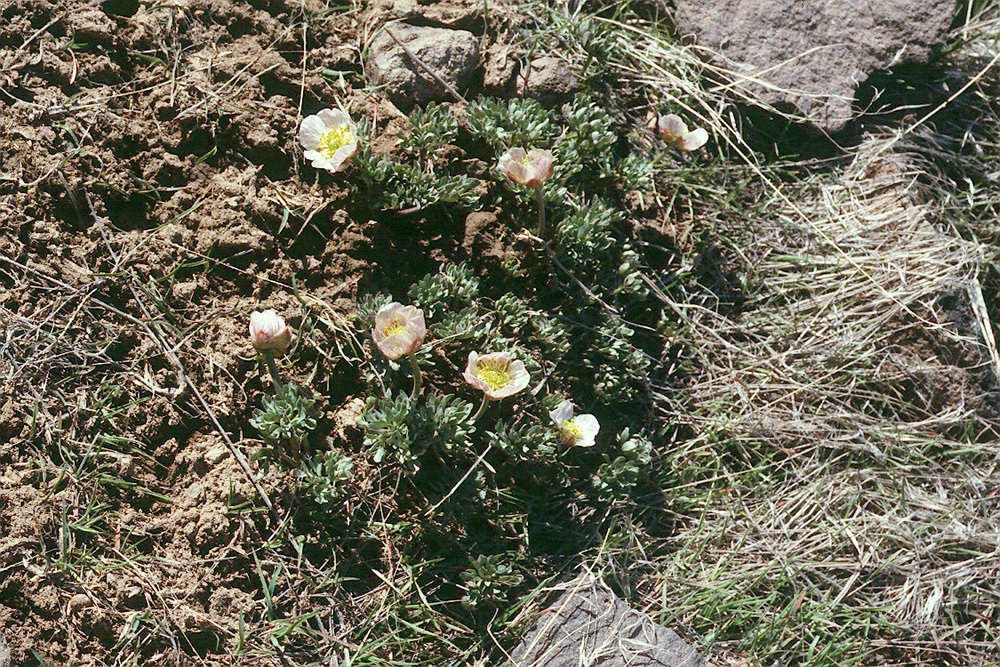 Image of <i>Ranunculus andersonii</i>