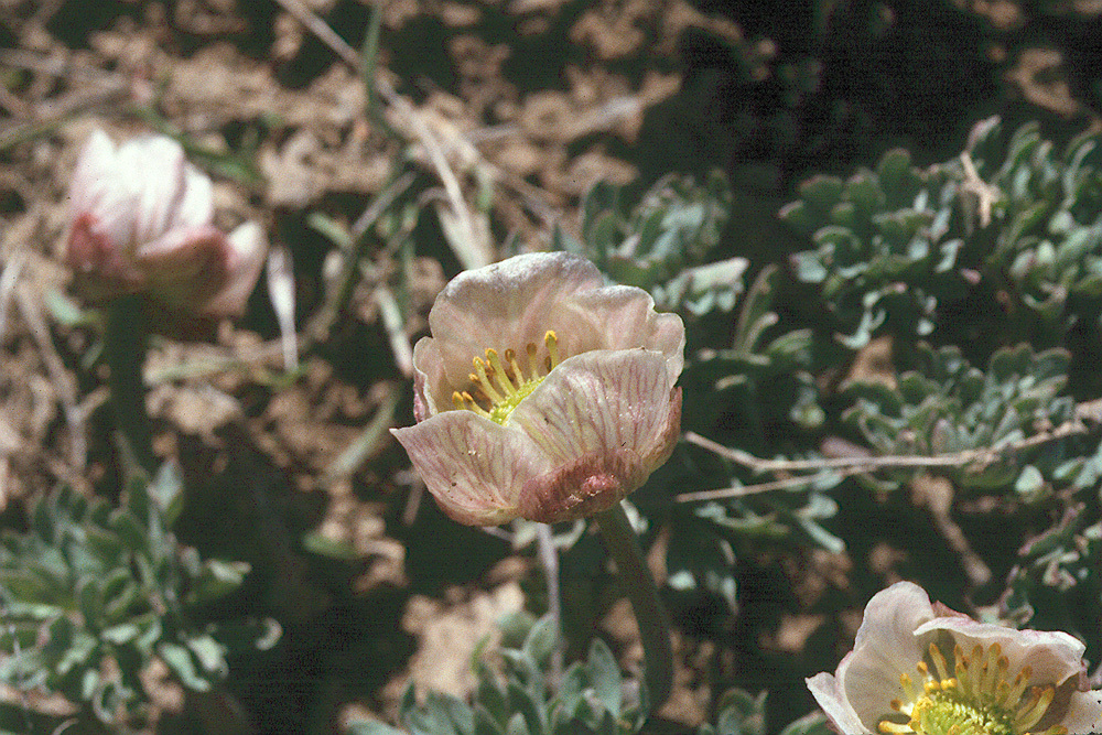 Image of <i>Ranunculus andersonii</i>