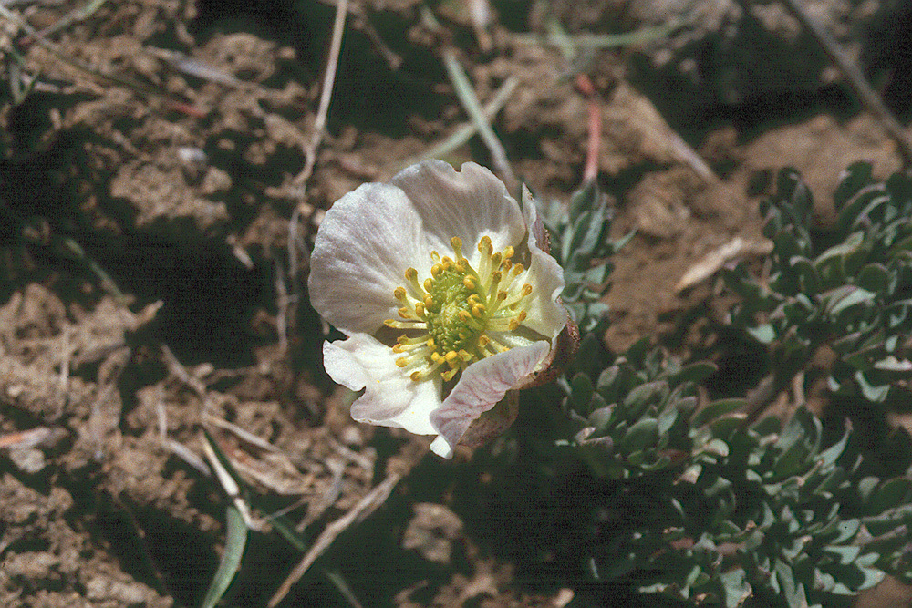 Image of <i>Ranunculus andersonii</i>