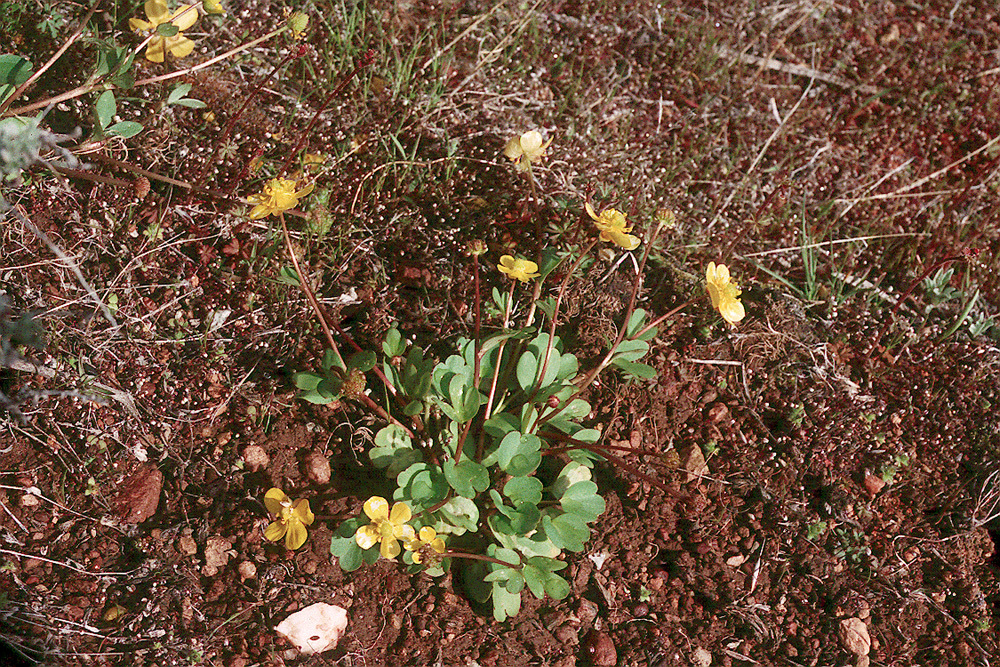 Image of sagebrush buttercup
