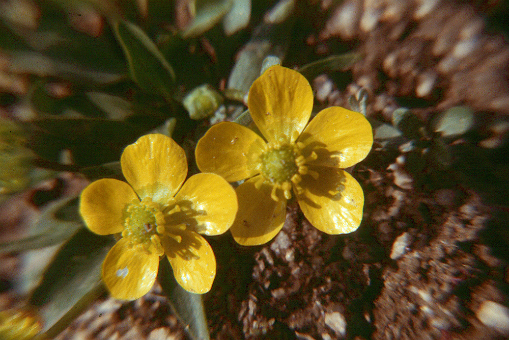 Image of sagebrush buttercup