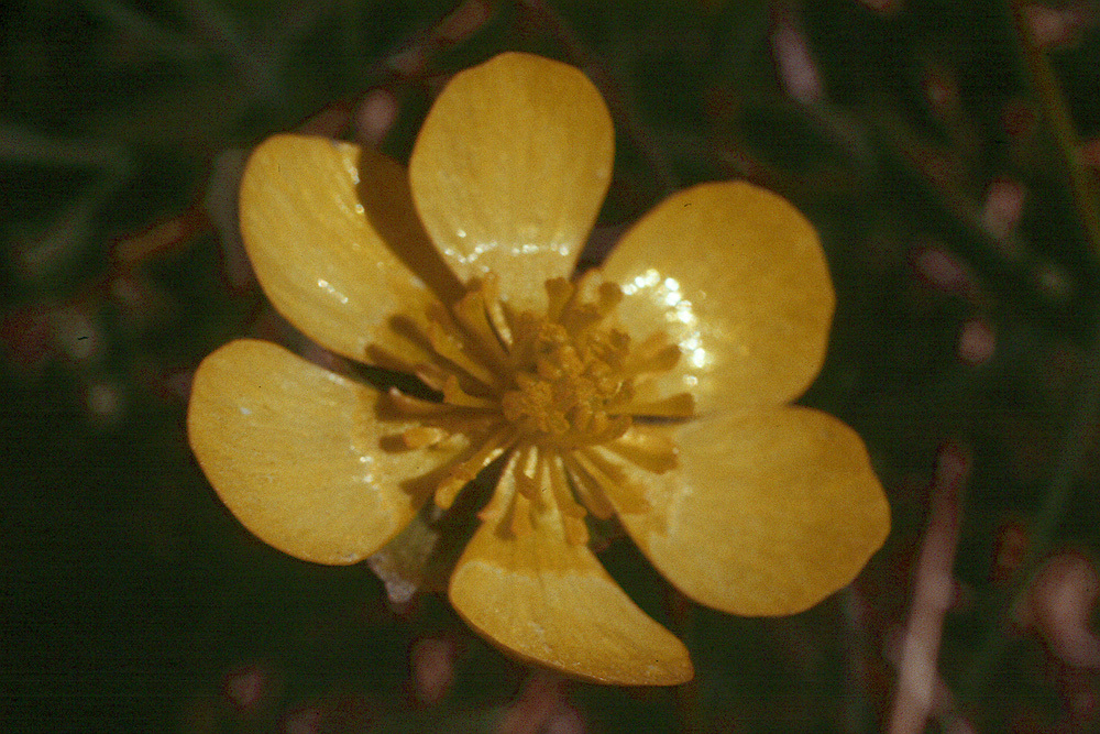 Image of sagebrush buttercup