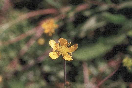 Image of western buttercup