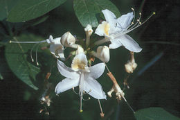 Image of western azalea