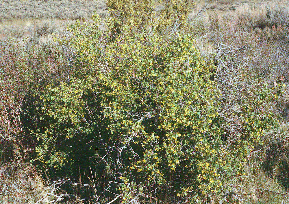 Image of golden currant