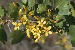 Image of golden currant