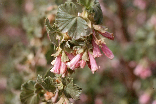 Image de Ribes cereum Dougl.