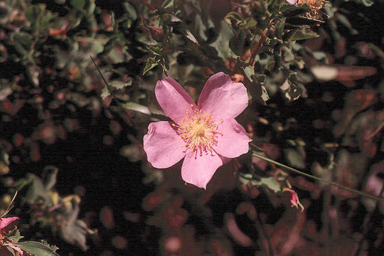 Sivun Rosa woodsii var. ultramontana (S. Wats.) Jeps. kuva