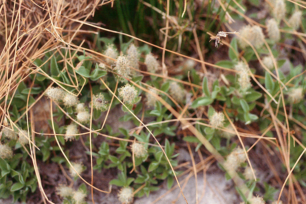 Image of alpine willow