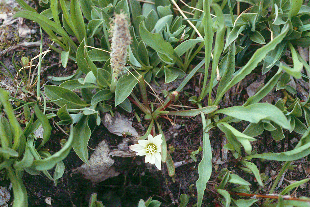 Salix petrophila Rydb. resmi