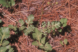 Imagem de Sanicula bipinnatifida Dougl.